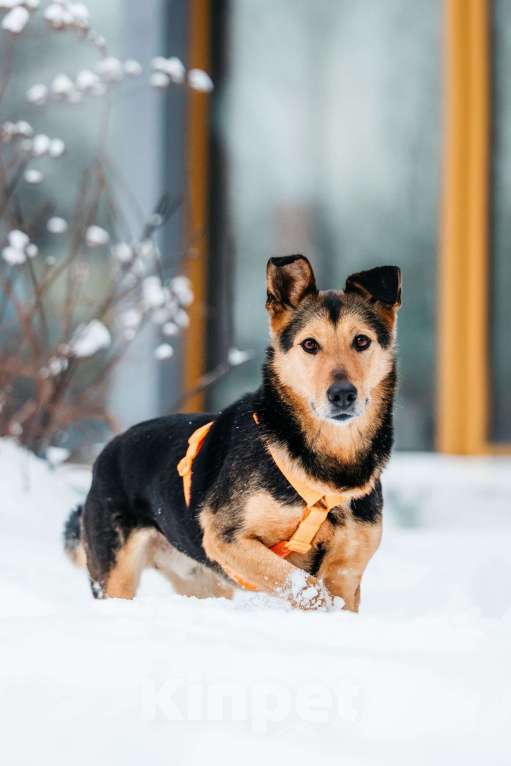 Собаки в Москве: Шабака ищет дом Мальчик, Бесплатно - фото 2