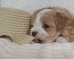 Собаки в Санкт-Петербурге: Щенок мальтипу Девочка, Бесплатно - фото 7