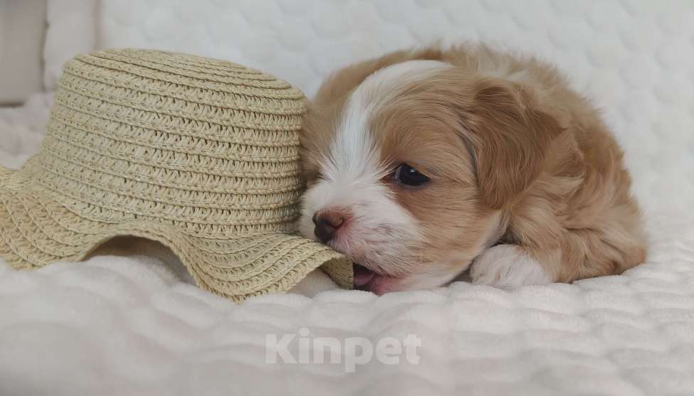 Собаки в Санкт-Петербурге: Щенок мальтипу Девочка, Бесплатно - фото 7