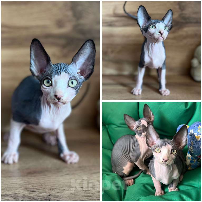 Кошки в Москве: Канадский сфинкс  Мальчик, 20 000 руб. - фото 8