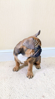 Французский бульдог