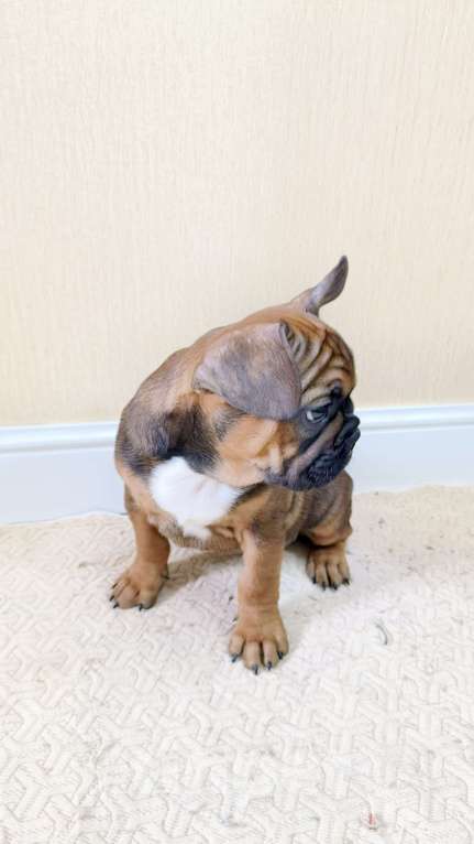 Собаки в Белореченске: Французский бульдог Мальчик, Бесплатно - фото 1