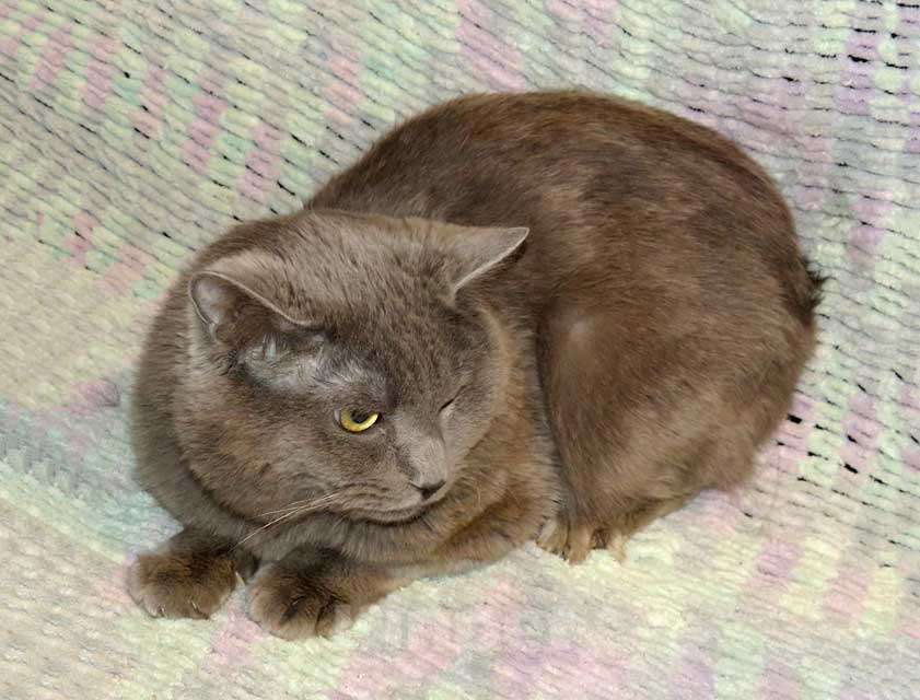 Кошки в Санкт-Петербурге: Ясон, кот-подкидыш, который всё ещё ждёт своего человека Мальчик, Бесплатно - фото 1