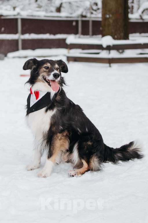 Собаки в Мытищах: Привет. Меня зовут Шарик Мальчик, Бесплатно - фото 5