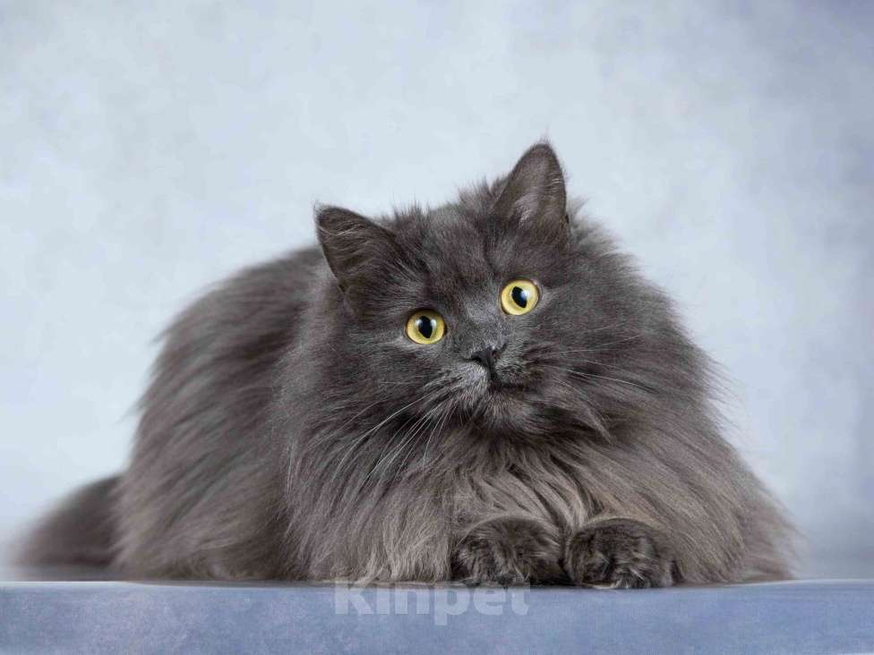 Кошки в Москве: Нежная ласковая кошечка Котюня Девочка, Бесплатно - фото 3