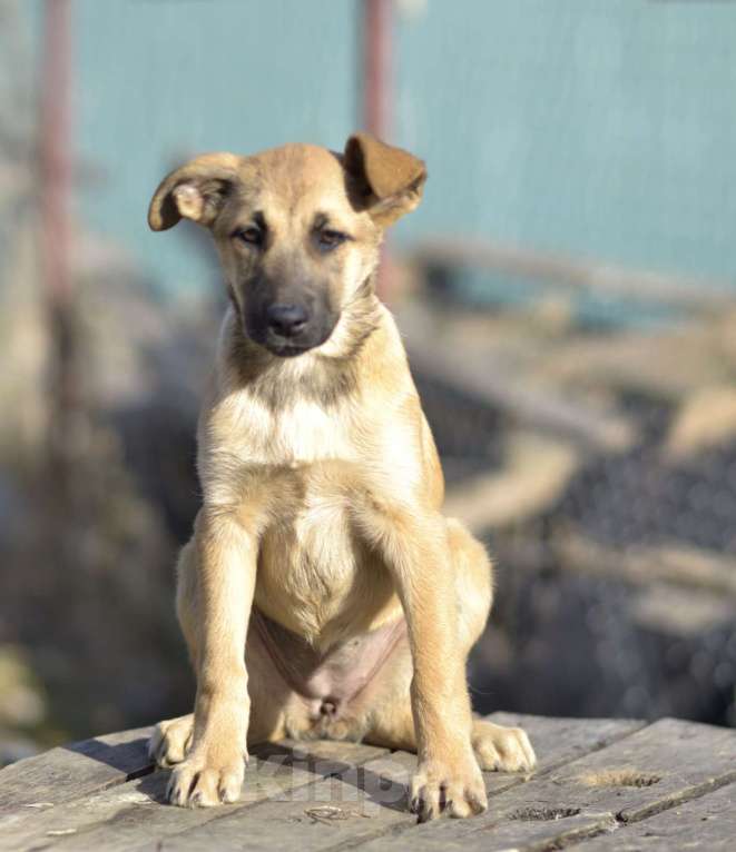Собаки в Москве: Щенок бесплатно Алиса. Москва и МО Девочка, Бесплатно - фото 2