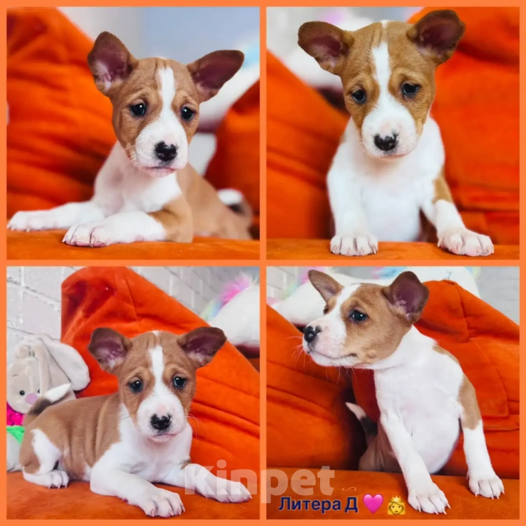 Собаки в Москве: Щенки басенджи Разнополые, 70 000 руб. - фото 2