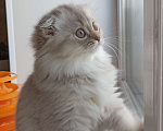 Кошки в Калуге: Шотландские котята Мальчик, 45 000 руб. - фото 3