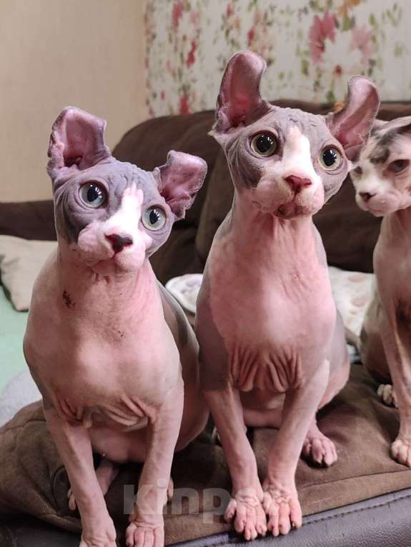 Кошки в других городах Краснодарского края: Эльф, Канадский сфинкс  Мальчик, 35 000 руб. - фото 6