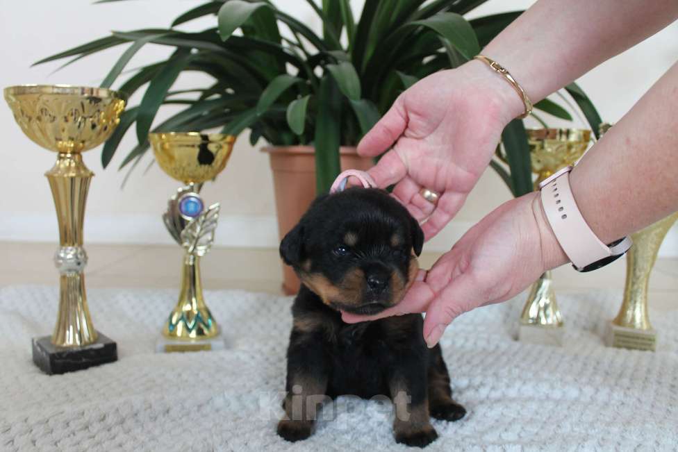 Собаки в других городах Ленинградской области: Питомник "АЛАГРОС" предлагает щенков ротвейлера Девочка, 55 000 руб. - фото 9