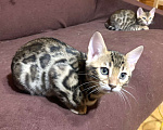 Кошки в Санкт-Петербурге: Бенгальские котята клубные Девочка, 27 000 руб. - фото 3