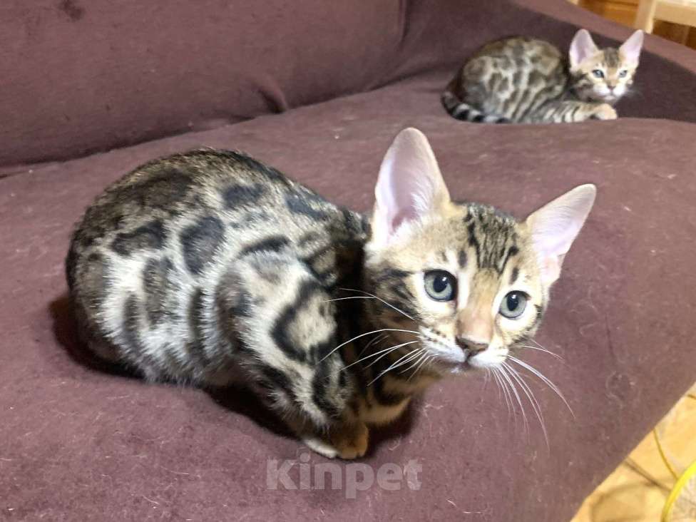 Кошки в Санкт-Петербурге: Бенгальские котята клубные Девочка, 27 000 руб. - фото 3
