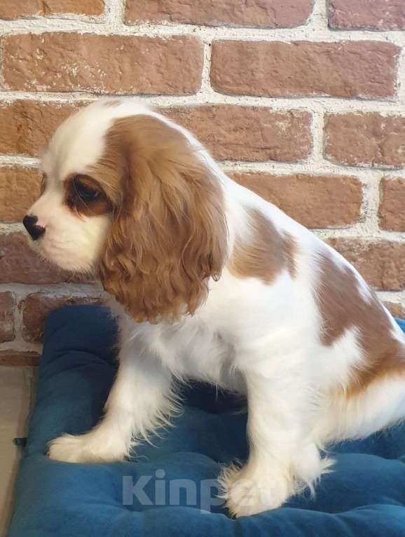 Собаки в других городах Московской области: Щенок кавалер Кинг Чарльз спаниель  Мальчик, 65 000 руб. - фото 4