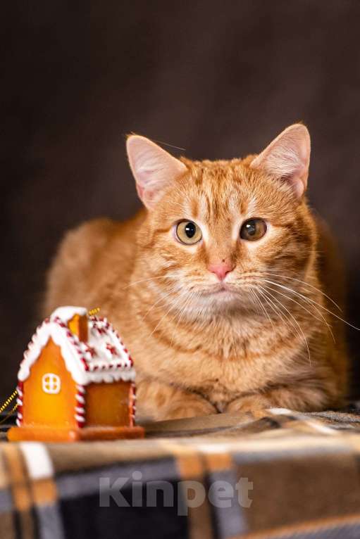 Кошки в Клине: Ханни — очаровательная кошечка Девочка, Бесплатно - фото 2