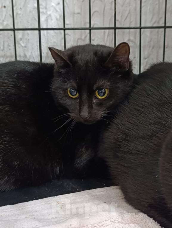 Кошки в Мурином: Спасенный котик со стройки Мальчик, Бесплатно - фото 1