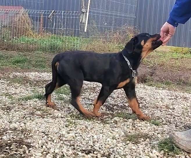 Собаки в Краснодаре: Щенки ротвейлера  Мальчик, 70 000 руб. - фото 2