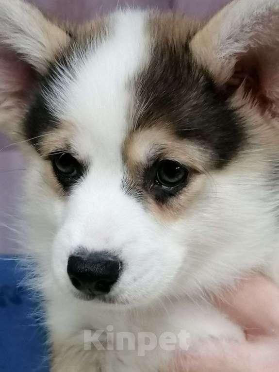 Собаки в Новосибирске: Продажа корги пемброк Мальчик, 70 руб. - фото 8