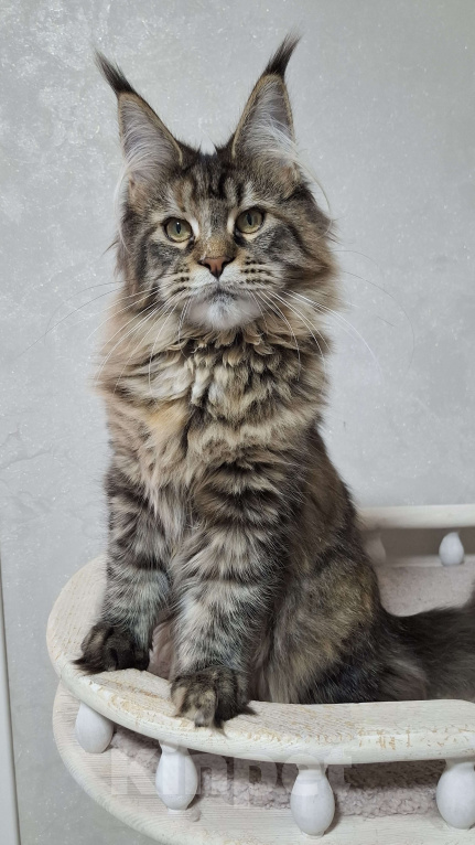 Кошки в Москве: Котята мейн кун Девочка, 45 000 руб. - фото 3