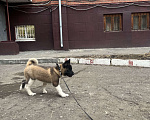 Собаки в Омске: Американская акита Девочка, 50 000 руб. - фото 2
