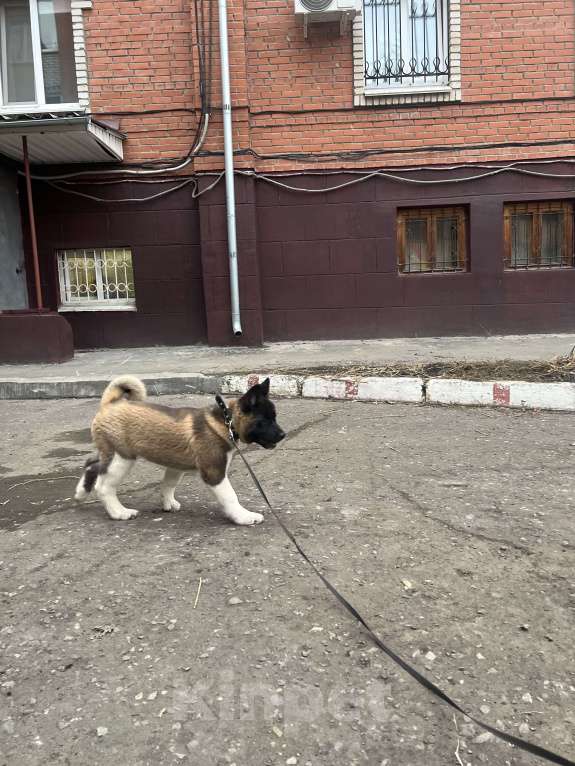 Собаки в Омске: Американская акита Девочка, 50 000 руб. - фото 2