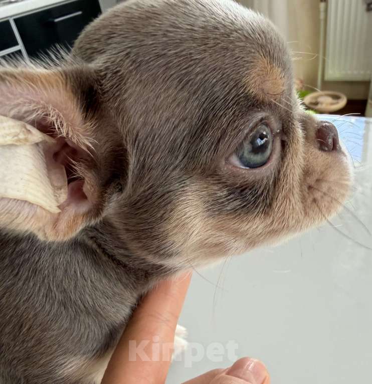 Собаки в Ижевске: Щенок чихуахуа Мальчик, 80 000 руб. - фото 1