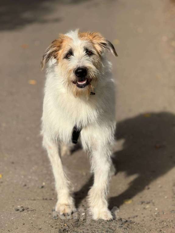 Собаки в Москве: Бородатое чудо Мишка Мальчик, Бесплатно - фото 5