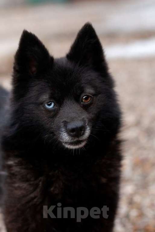 Собаки в Москве: Разноглазый шипперке Розик в добрые руки Мальчик, Бесплатно - фото 4