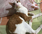 Кошки в Астрахани: Корниш рекс, 3 000 руб. - фото 2
