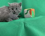 Кошки в Артёмовске: Счастье есть - плюшевые котята, 8 000 руб. - фото 8