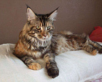 Кошки в Полярном Зоре: кошка, 5 000 руб. - фото 1