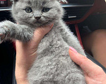 Кошки в Малмыже: Продаю котят, 6 000 руб. - фото 2