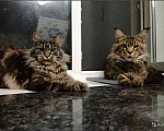 Кошки в Малмыже: Котята мейн-кун, 12 000 руб. - фото 5