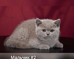 Кошки в Новосибирске: Британские котятки , 15 000 руб. - фото 2