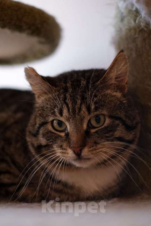 Кошки в Санкт-Петербурге: Говорун из приюта в добрые руки Мальчик, Бесплатно - фото 2