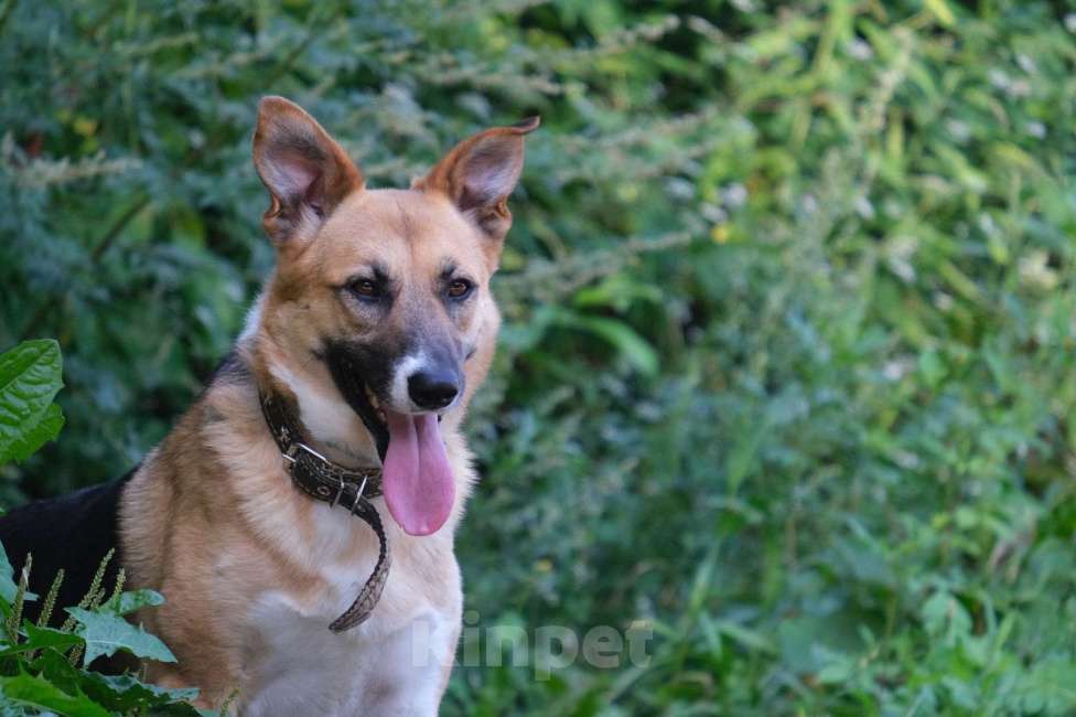 Собаки в Москве: Уютная Верба ждет свою семью!  Девочка, Бесплатно - фото 3