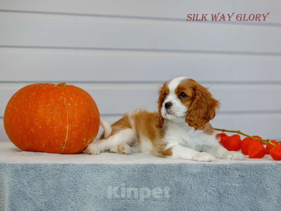 Собаки в Череповце: Щенок кавалер кинг чарльз спаниеля  Девочка, 130 000 руб. - фото 1