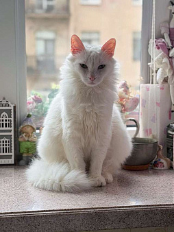 Белый пушистый котик по имени Килл ищет дом