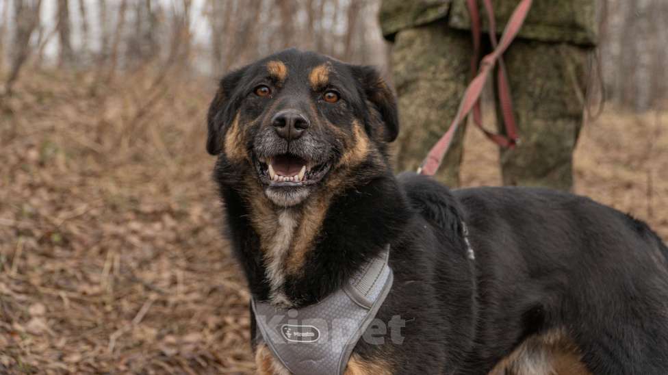 Собаки в Москве: Люк Мальчик, Бесплатно - фото 2