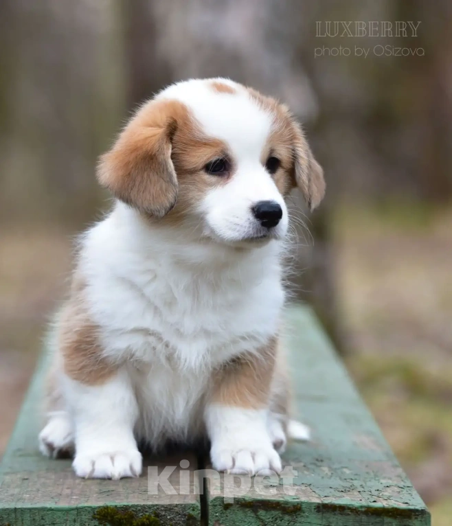 Собаки в Санкт-Петербурге: Вельш Корги Пемброк Девочка, Бесплатно - фото 1