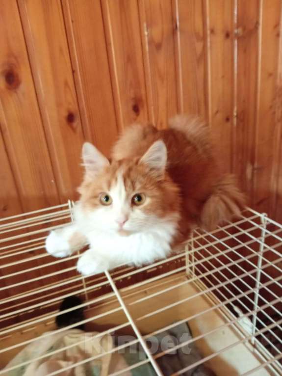Кошки в Воронеже: Котик-компаньон Мальчик, 100 руб. - фото 5