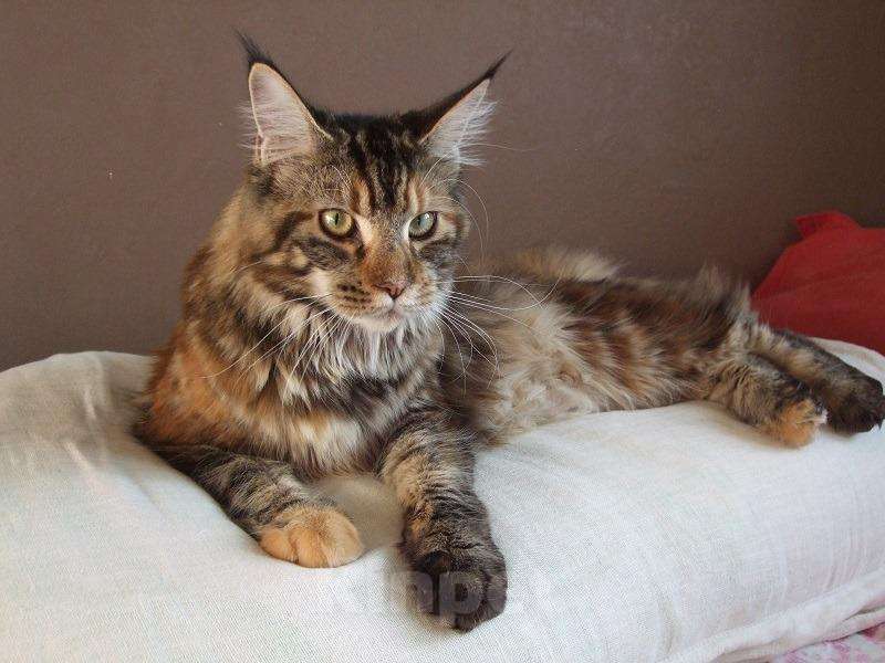 Кошки в Полярном Зоре: кошка, 5 000 руб. - фото 1