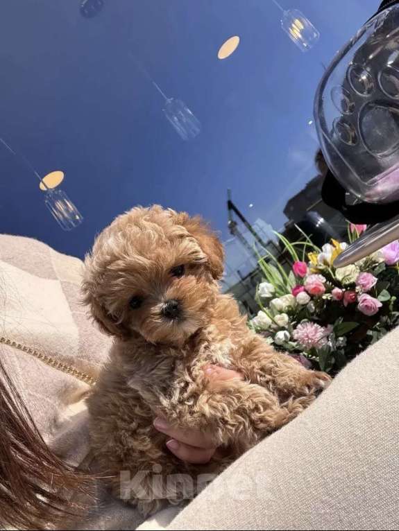 Собаки в Москве: Мальтипу Мальчик, 160 руб. - фото 1