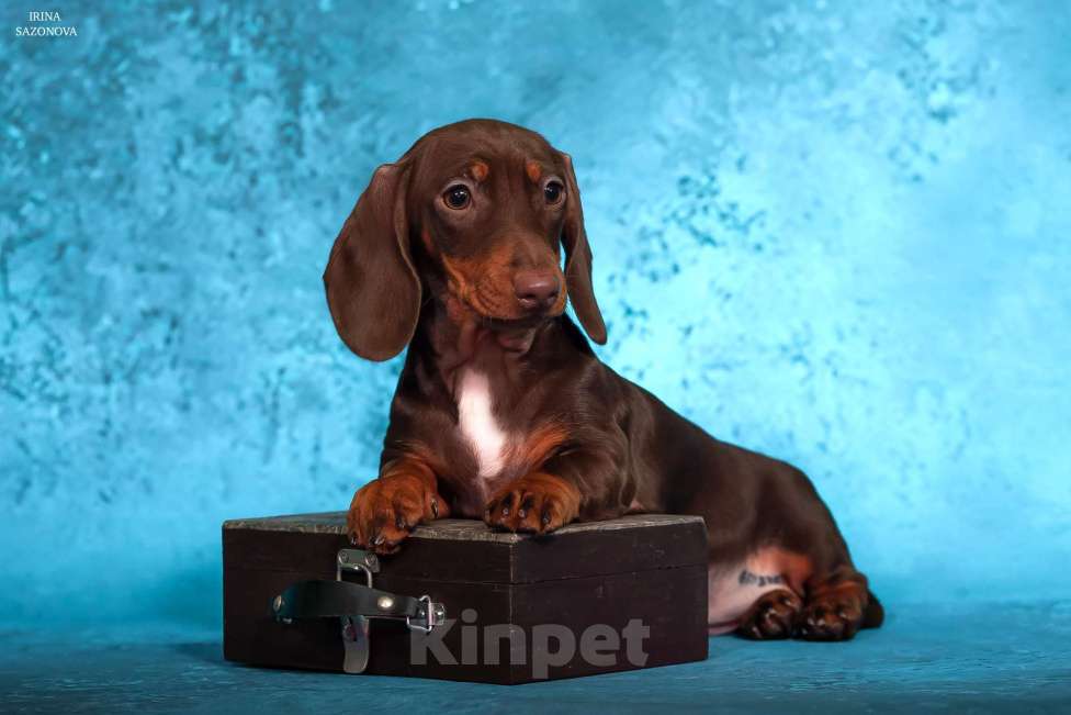 Собаки в Москве: Такса миниатюрная/кроличья(щенок) Девочка, Бесплатно - фото 3