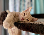 Кошки в Красноярске: 🆘ПОТЕРЯЛСЯ КОТИК! 🐈  Мальчик, 10 000 руб. - фото 8