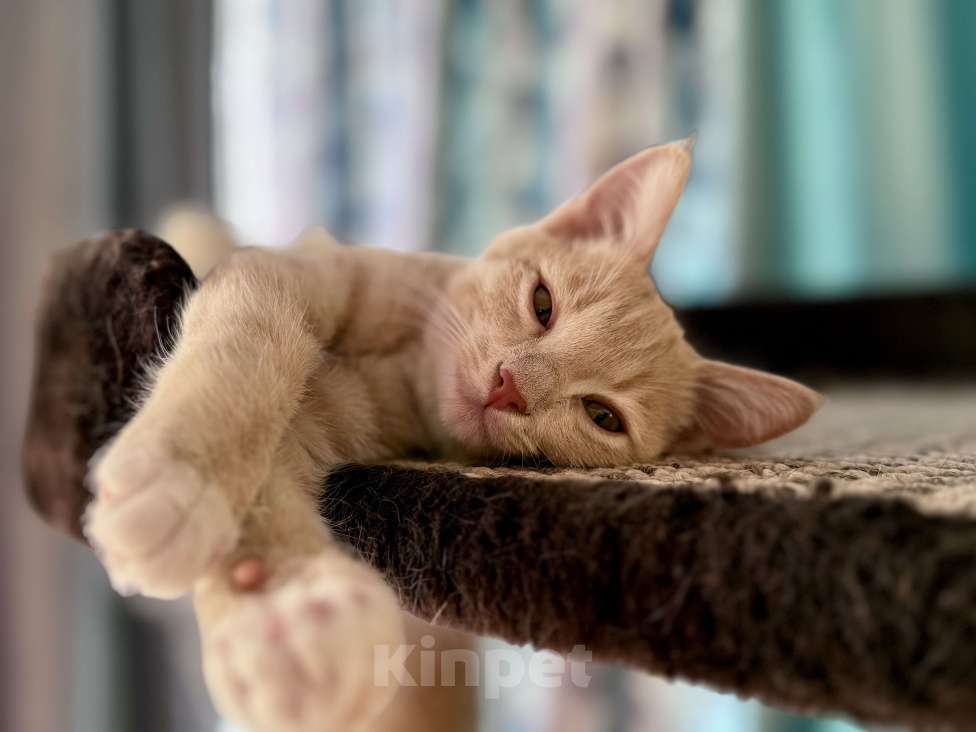 Кошки в Красноярске: 🆘ПОТЕРЯЛСЯ КОТИК! 🐈  Мальчик, 10 000 руб. - фото 8