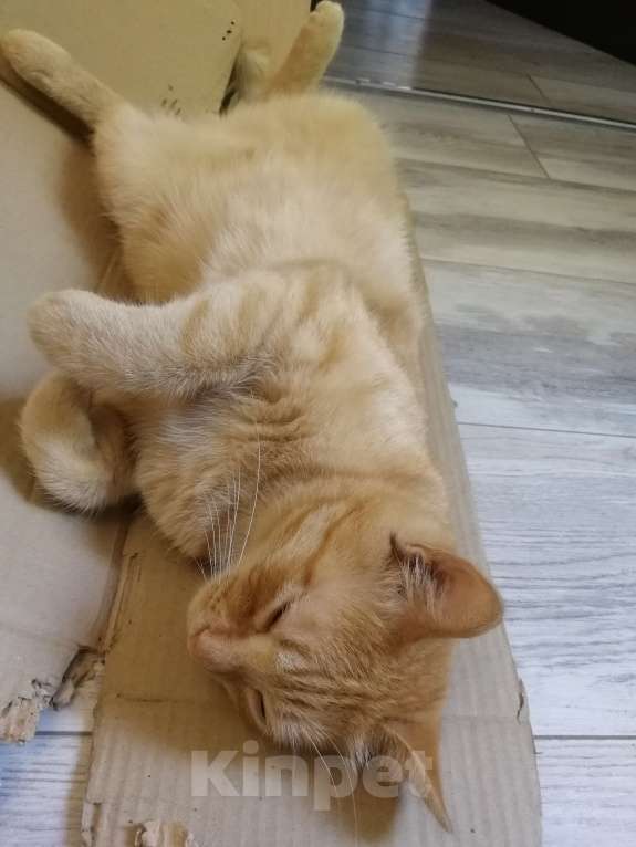 Кошки в Симферополе: добрый, общительный, рыжий кот 1,5 года, с переноской, паспортом и лотком , в добрые руки  Мальчик, Бесплатно - фото 4