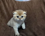 Кошки в Ногинске: Шотландская золотая шиншилла вислоухий Мальчик, 15 000 руб. - фото 1