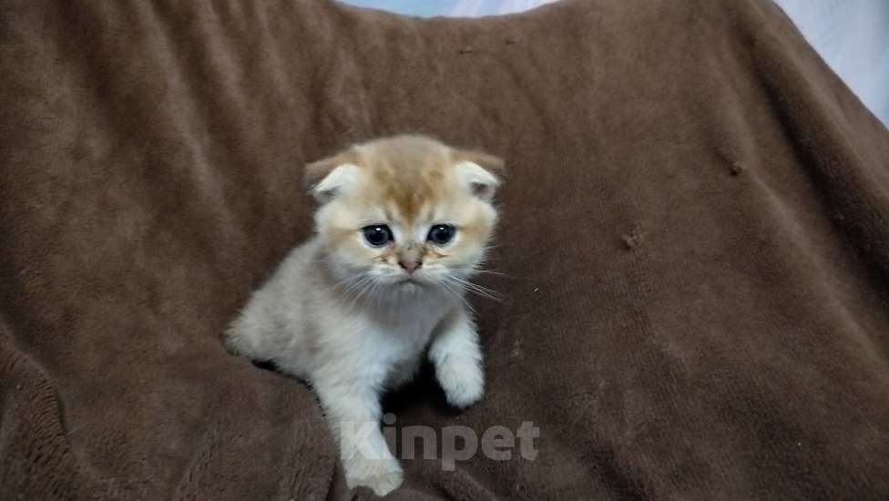 Кошки в Ногинске: Шотландская золотая шиншилла вислоухий Мальчик, 15 000 руб. - фото 1