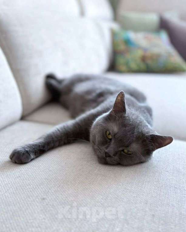 Кошки в Москве: Британского котика выкинули хозяева  Мальчик, Бесплатно - фото 3