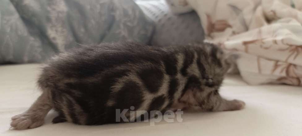 Кошки в Ивантеевке: D001 Девочка, 70 000 руб. - фото 2